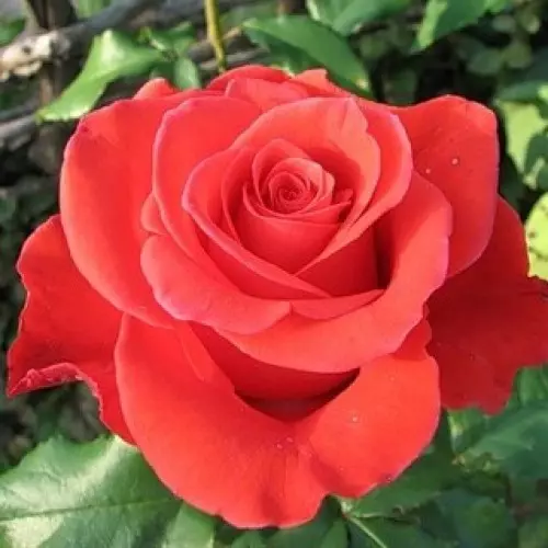 Роза чайно-гибридная Корвет фото 1