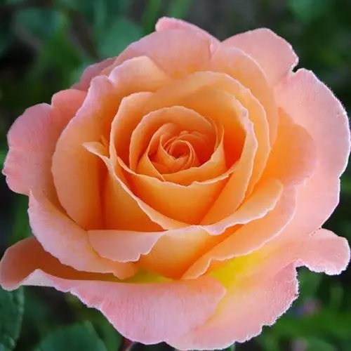  Роза флорибунда Розмари Харкнесс фото 1