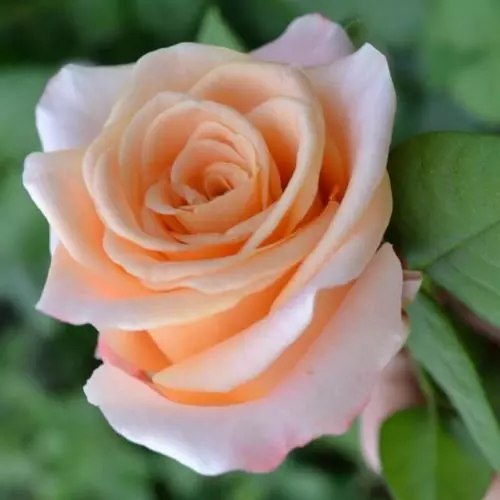 Роза чайно-гибридная Фадо фото 1