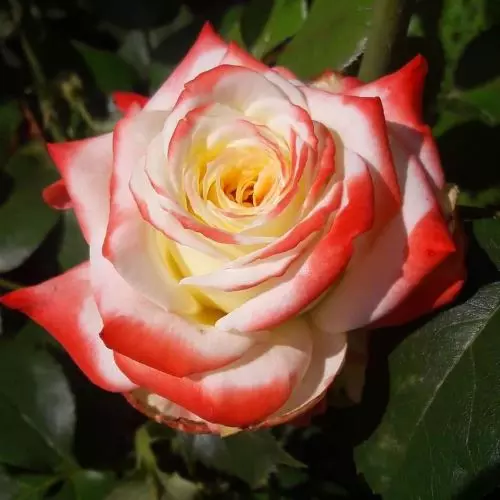  Роза чайно-гибридная Императрис Фара фото 1