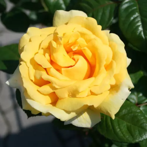  Роза чайно-гибридная Микельанджело фото 2