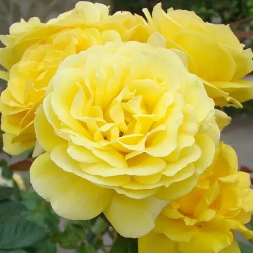  Роза чайно-гибридная Микельанджело фото 1