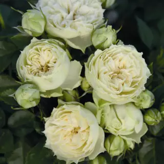 Роза чайно-гибридная Вайт Пиано
