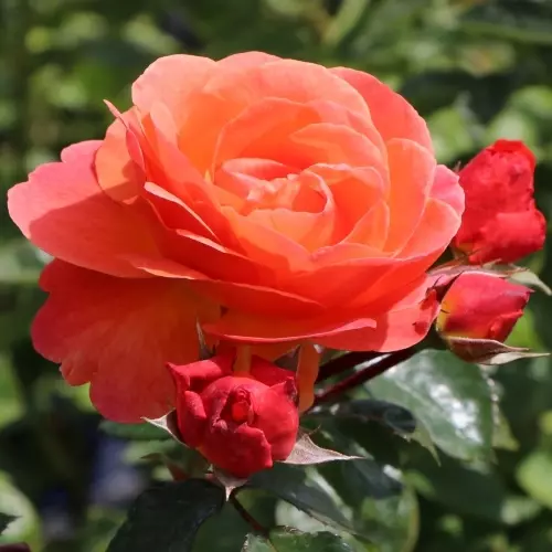 Роза флорибунда Монинг Сан фото 3