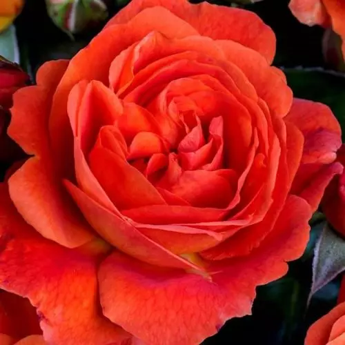 Роза флорибунда Монинг Сан фото 2