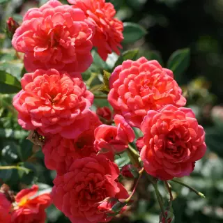 Роза плетистая Леди Пенелопа
