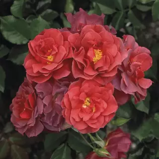 Роза флорибунда Синко де Майо