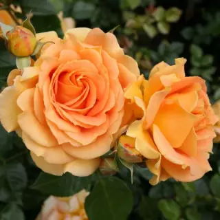 Роза флорибунда Голдэльзе