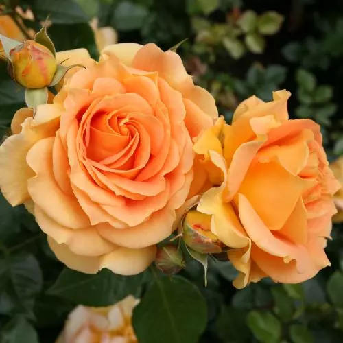  Роза флорибунда Голдэльзе фото 1