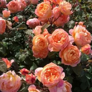 Роза флорибунда Леди Мармелад