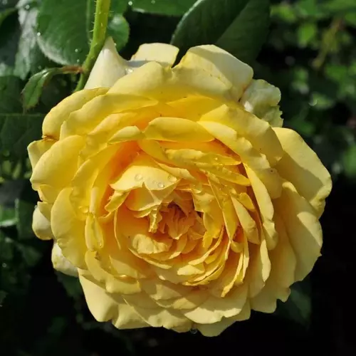 Роза флорибунда Марселисборг Кастл фото 1