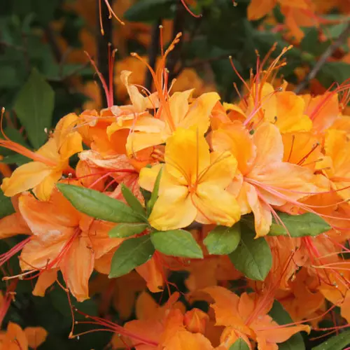  Рододендрон листопадный Ноготкоцветковый фото 1