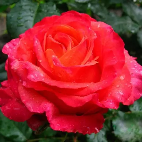 Роза чайно-гибридная Арикота фото 1