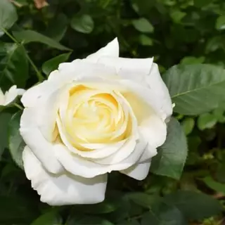 Роза чайно-гибридная Белый шоколад