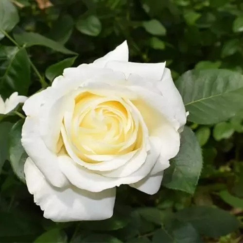 Роза чайно-гибридная Белый шоколад фото 1