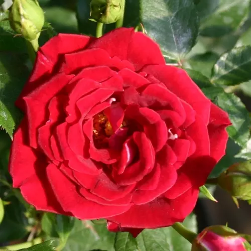 Роза миниатюрная Мейди фото 1