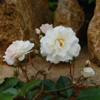 Роза мускусная Просперити
