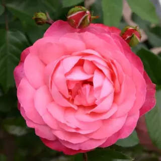 Роза плетистая Розанна