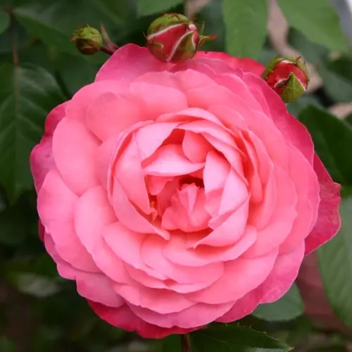  Роза плетистая Розанна фото 1