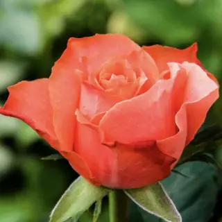 Роза чайно-гибридная Деметра