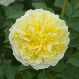 Роза английская Пилгрим
