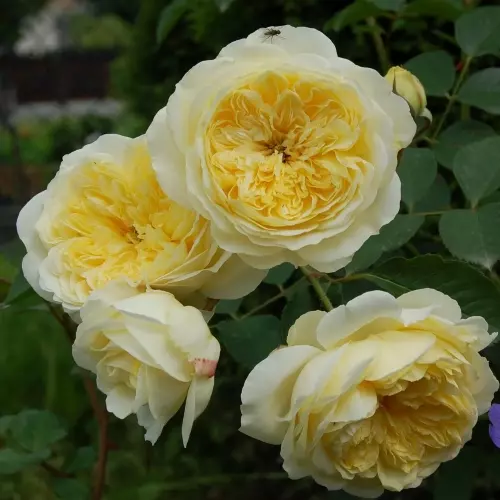 Роза английская Пилгрим фото 2