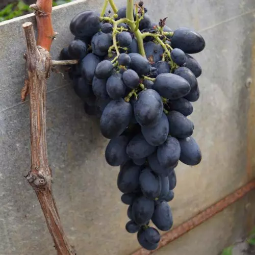  Виноград Галия фото 1