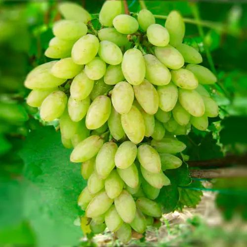  Виноград Тимур фото 1