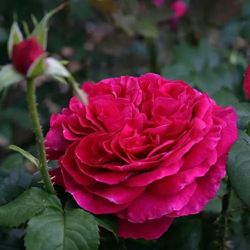  Роза английская Фишерман Френд фото 1