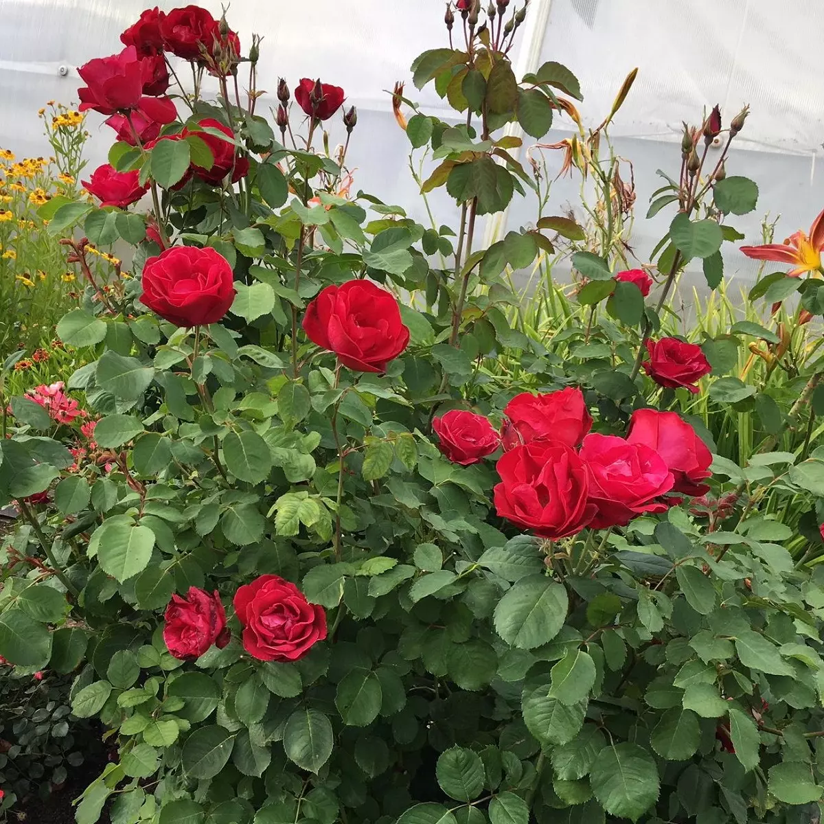 Роза шраб Катберт Грант - купить в садовом центре Gardenstreet
