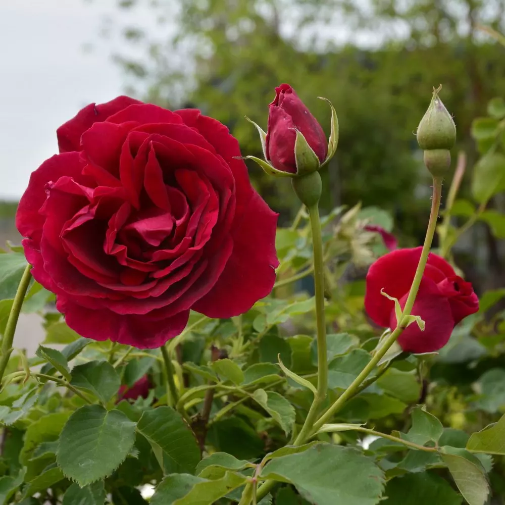 Роза шраб Катберт Грант - купить в садовом центре Gardenstreet