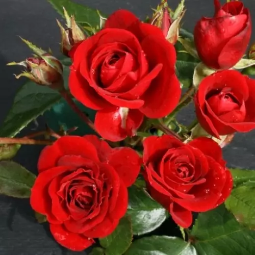 Роза миниатюрная Кримсон Свит Дрим фото 1