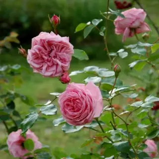 Роза плетистая Корал Даун