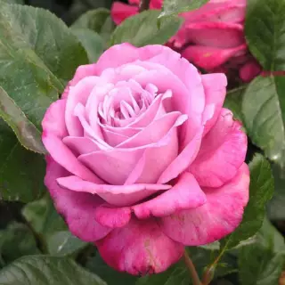 Роза чайно-гибридная Муди Блю