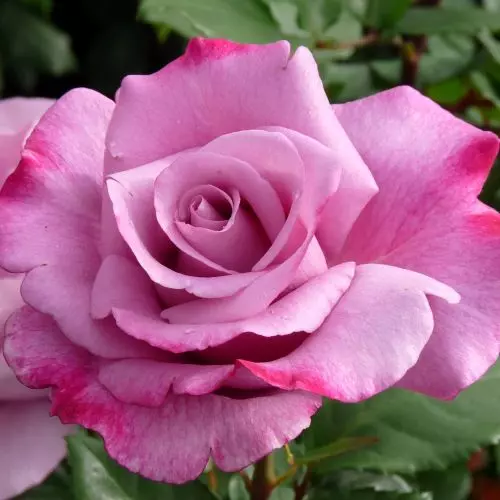 Роза чайно-гибридная Муди Блю фото 2