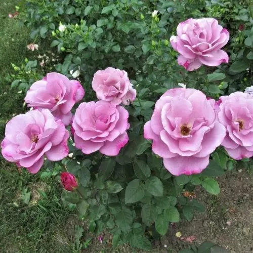 Роза чайно-гибридная Муди Блю фото 3