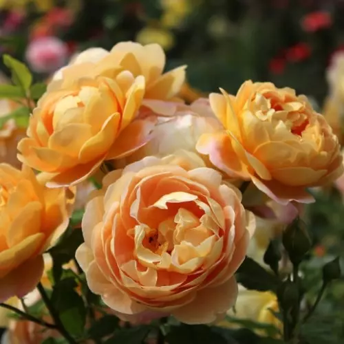  Роза английская Голден Селебрейшн фото 2