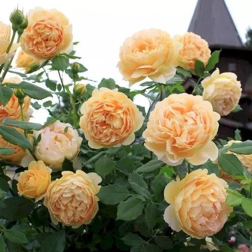  Роза английская Голден Селебрейшн фото 1