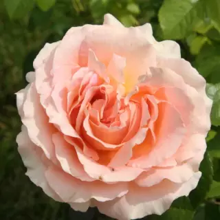Роза плетистая Полька