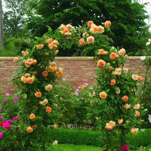 Роза плетистая Полька - купить в садовом центре Gardenstreet Нижний Новгород