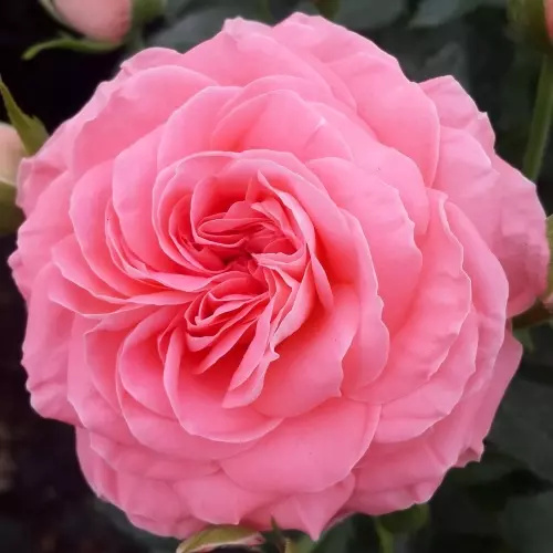 Роза флорибунда Шакенборг фото 1
