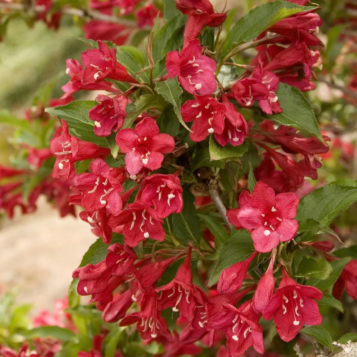 Вейгела цветущая Ред Принц фото 1