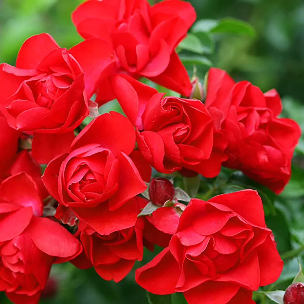 Роза почвопокровная Скарлет Мейдиланд штамб фото 1