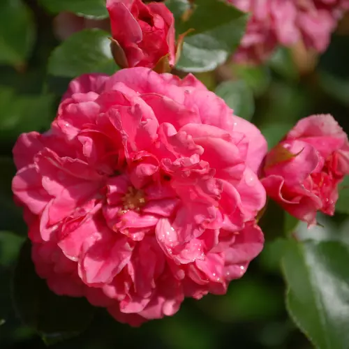 Роза почвопокровная Пинк Свани штамб - купить саженцы в садовом центре  Gardenstreet Нижний Новгород