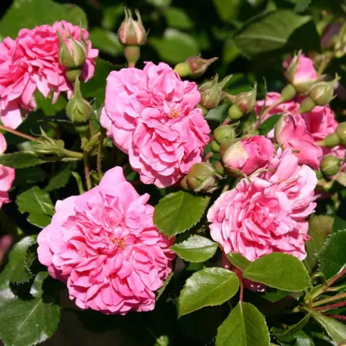  Роза почвопокровная Пинк Свани штамб фото 2