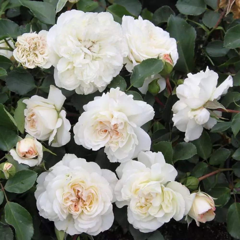 Вайт мейдиланд роза фото и описание