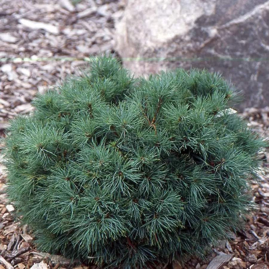 Pinus strobus Sea Urchin