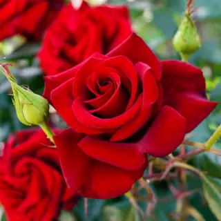 Роза чайно-гибридная Ред Куин штамб