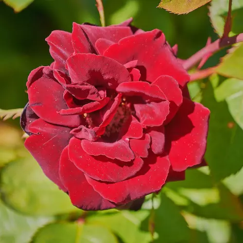  Роза чайно-гибридная Ред Куин штамб фото 2