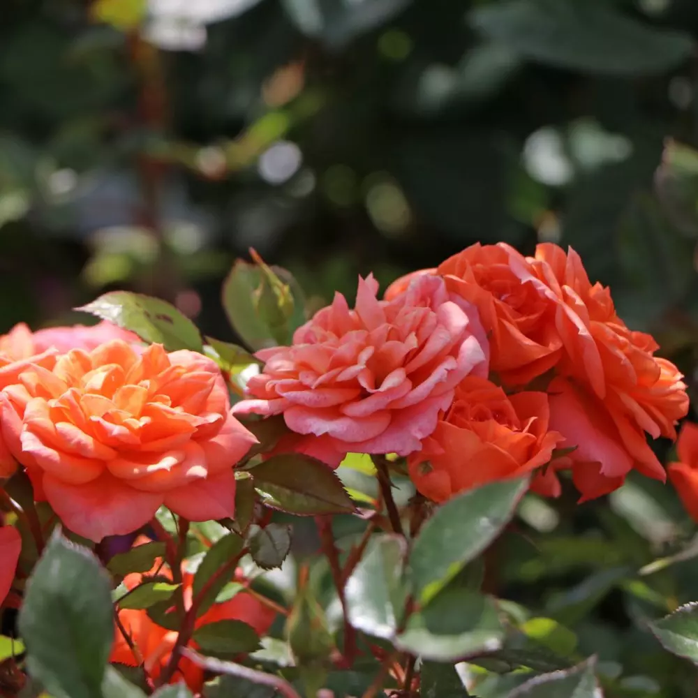 Роза миниатюрная Нинетта штамб фото 2